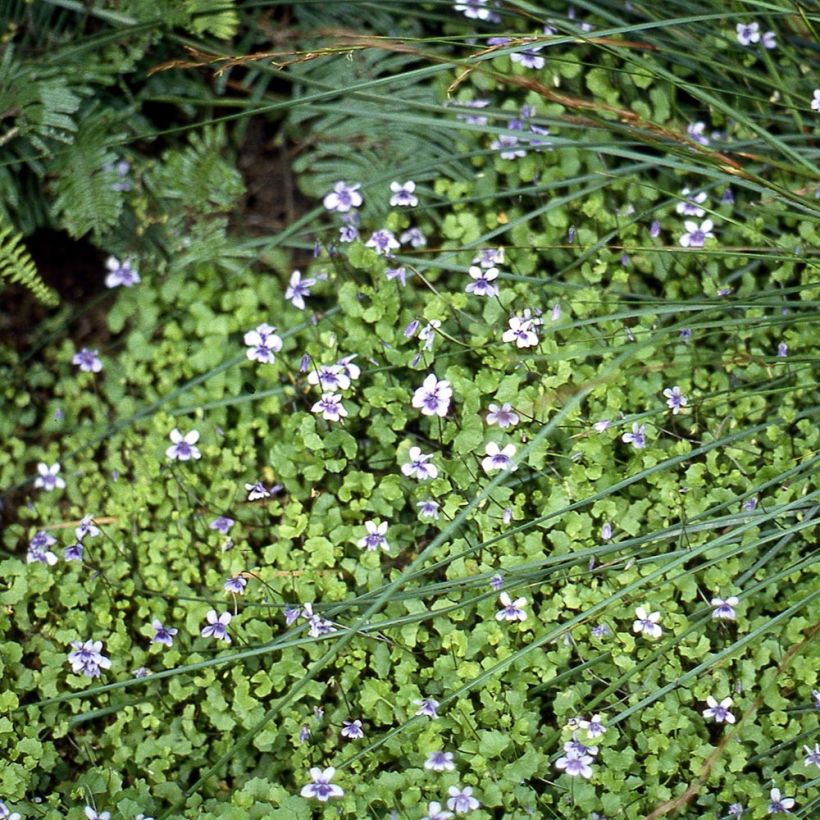 Violette à feuille de lierre - Viola hederacea (Plant habit)