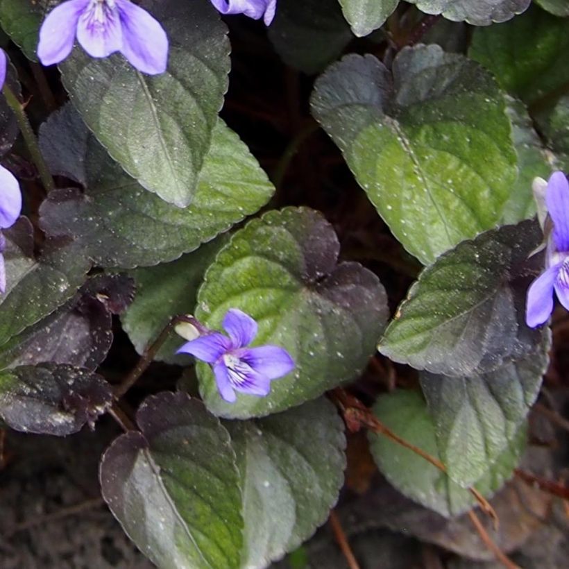 Violette du Labrador - Viola labradorica (Foliage)