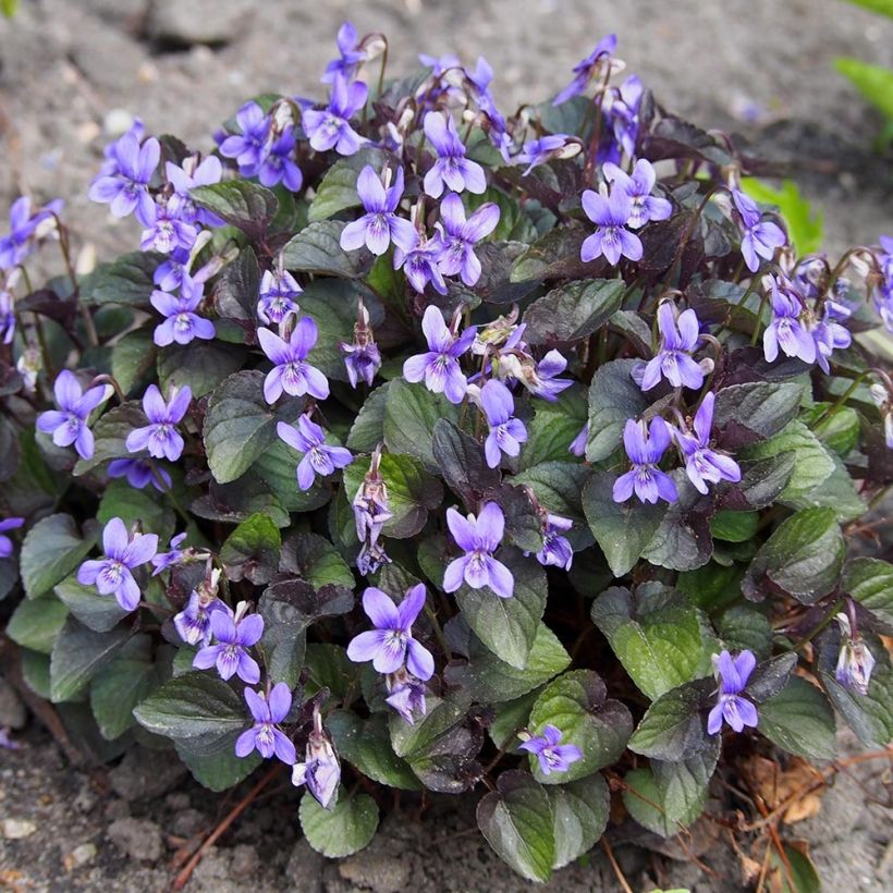 Violette du Labrador - Viola labradorica (Plant habit)