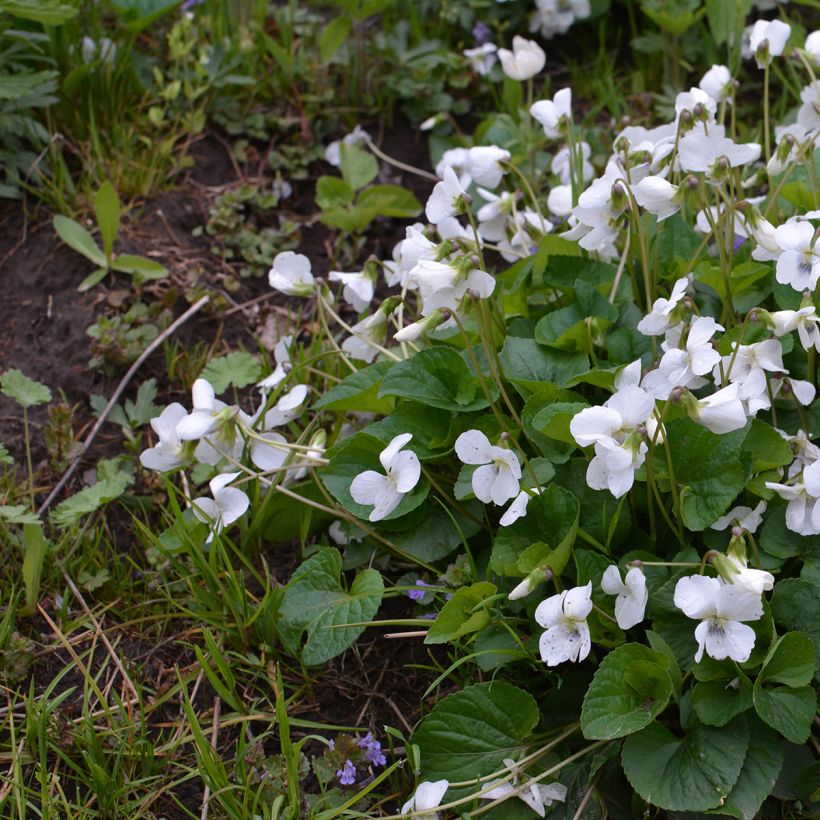 Violette odorante, Viola odorata Alba (Plant habit)