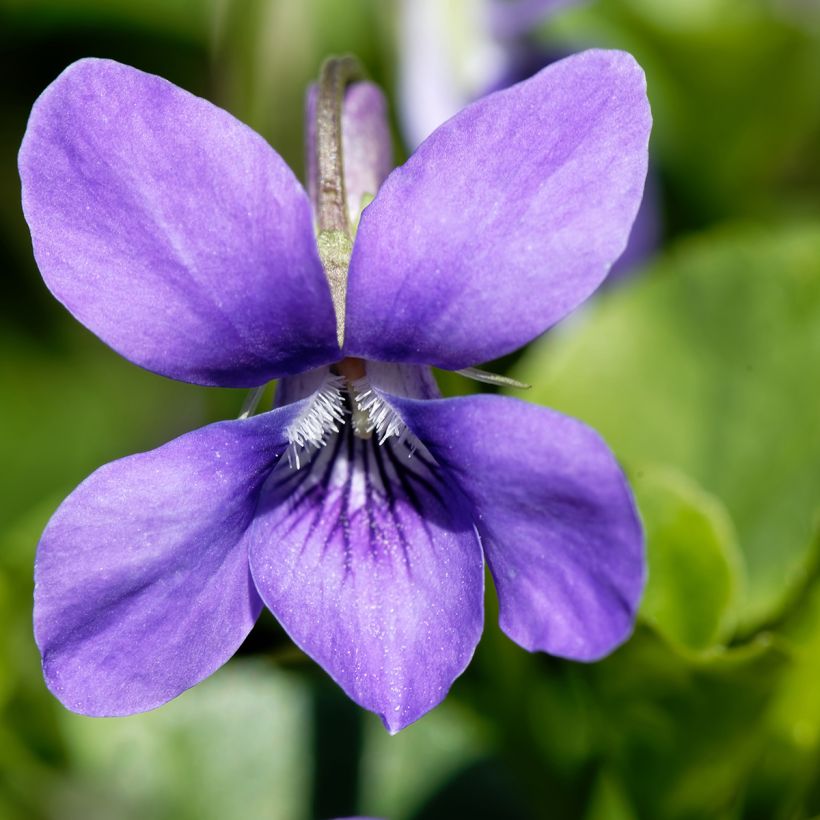Violette odorante - Viola odorata (Flowering)