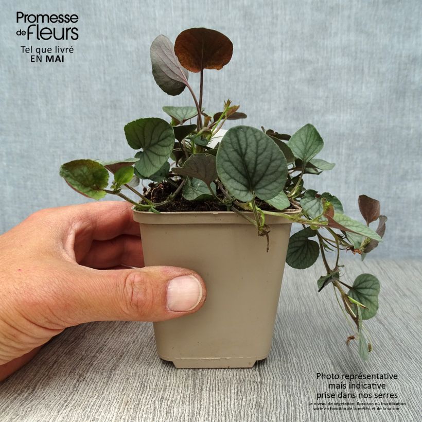 Example of Viola walteri Silver Gem - Violette des Appalaches Godet de 8/9 cm as you get in printemps