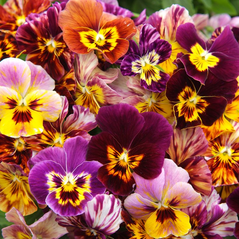 Graines de Viola Brush Strokes (Flowering)