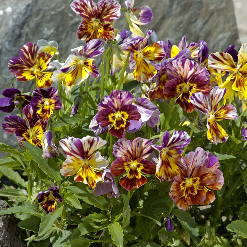 Graines de Viola Brush Strokes (Plant habit)