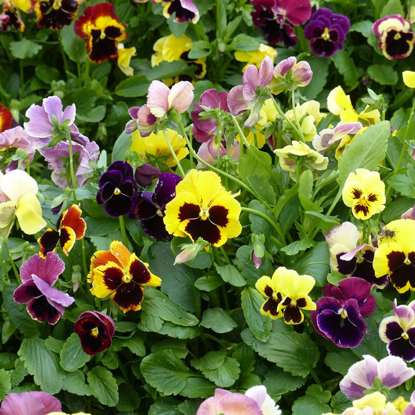 Graines de Pensée géante de Suisse en mélange - Viola x wittrockiana (Flowering)