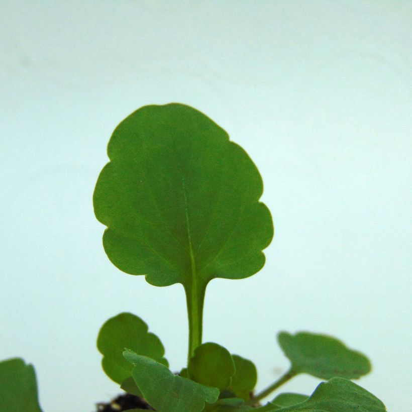 Violette cornue Sorbet XP Lemon Ice Blotch - Viola cornuta  (Feuillage)