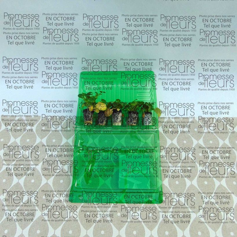 Exemple de spécimen de Violette cornue Callisto F1 Orange Purple Wing Mini-motte Ø 1,5/2,5 cm, Plant vert de 3 à 5 cm de haut environ tel que livré