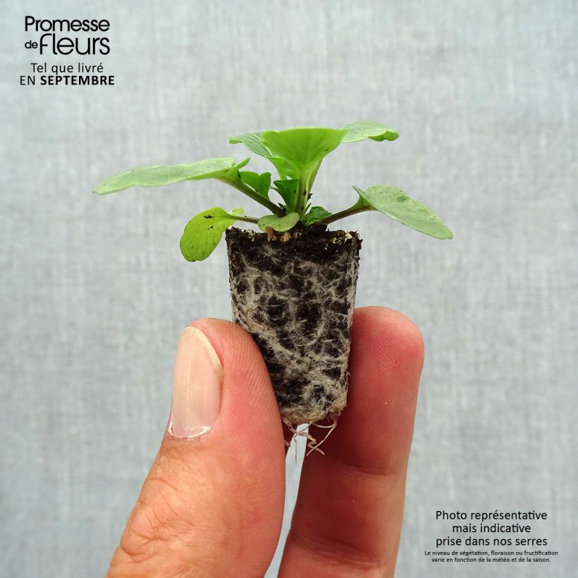 Spécimen de Violette cornue Evo Mini/Sorbet XP Tiger Eyes - Viola cornuta Mini-motte Ø 1,5/2,5 cm tel que livré en automne