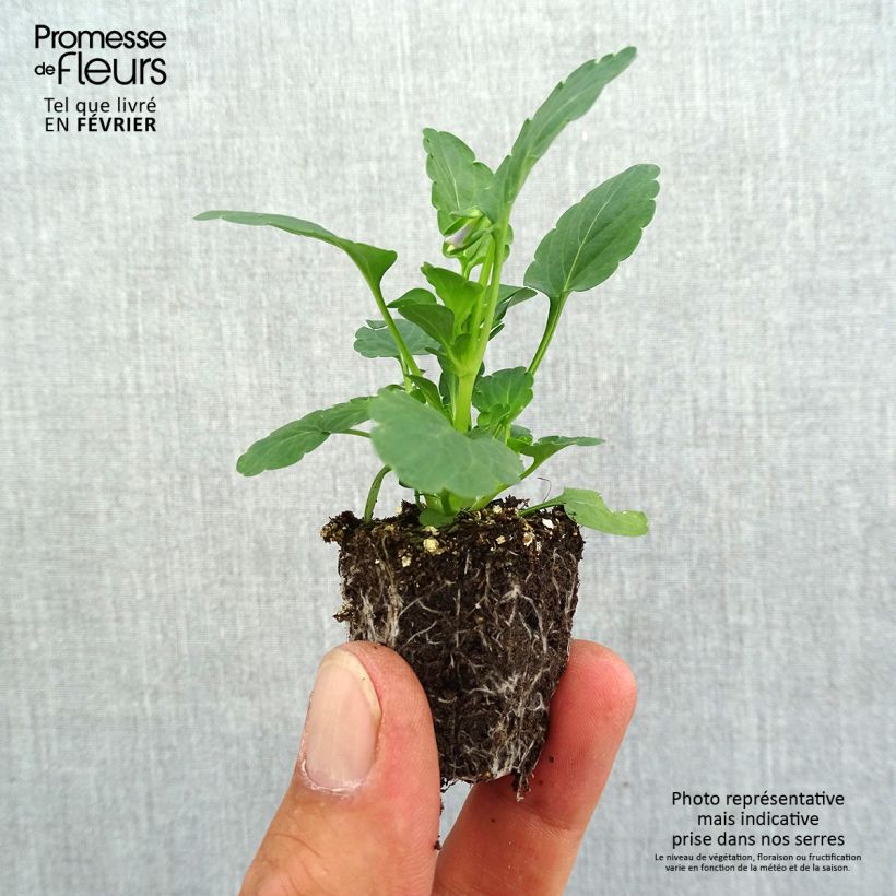 Spécimen de Violette cornue Kitty Surprise Mini-motte Jardimotte : motte 3,8 cm x 3,2 cm en plaque de culture par 16, Plant vert de 5 cm de haut environ tel que livré en automne