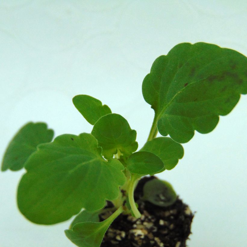 Violette cornue Penny F1 Mickey Mini-motte - Viola cornuta (Foliage)