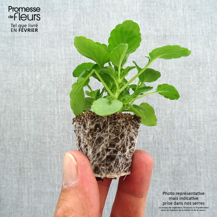 Spécimen de Violette cornue Sorbet Black Delight Mini-motte Minimotte : motte 2,2 cm x 2 cm en plaque de culture par 35, Plant vert de 3 cm de haut environ tel que livré en automne
