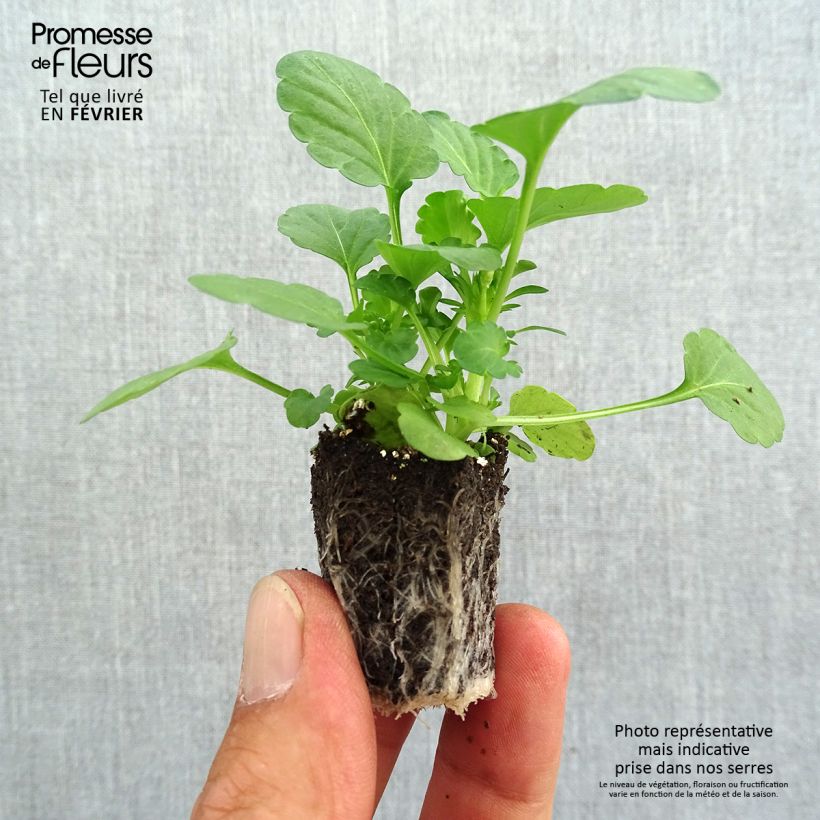 Spécimen de Violette cornue Sorbet Blueberry Sundae mélange Mini-motte Jardimotte : motte 3,8 cm x 3,2 cm en plaque de culture par 16, Plant vert de 5 cm de haut environ tel que livré en automne