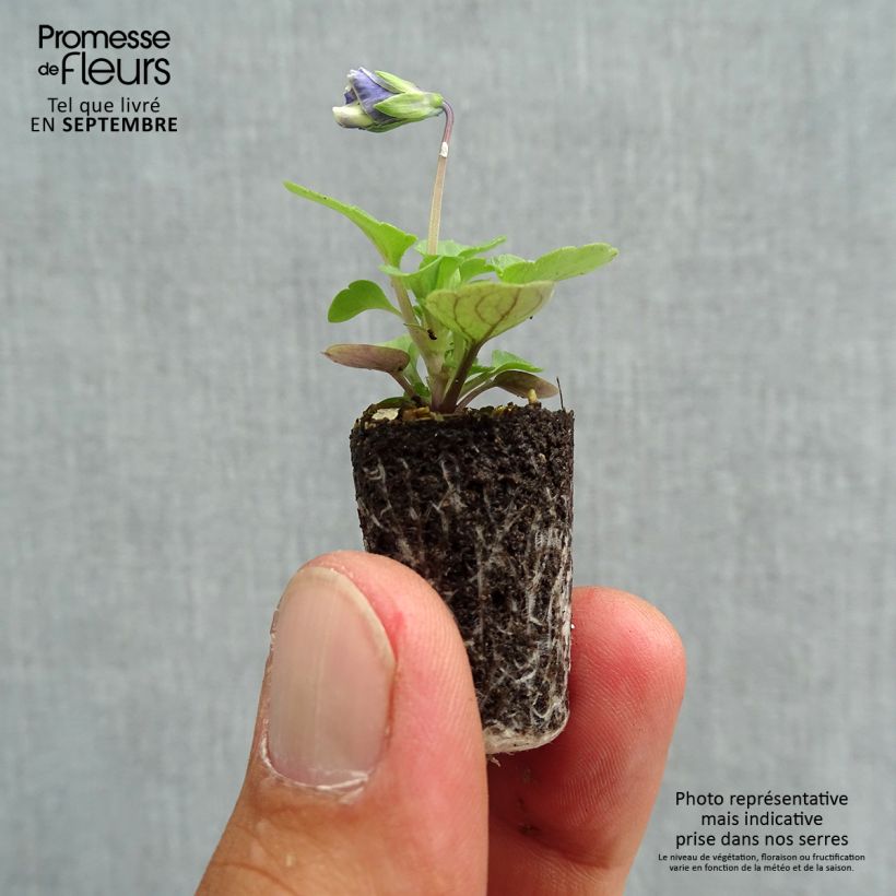 Spécimen de Violette cornue Sorbet Delft Blue Mini-motte Mini-motte Ø 1,5/2,5 cm, Plant vert de 3 à 5 cm de haut environ tel que livré en automne
