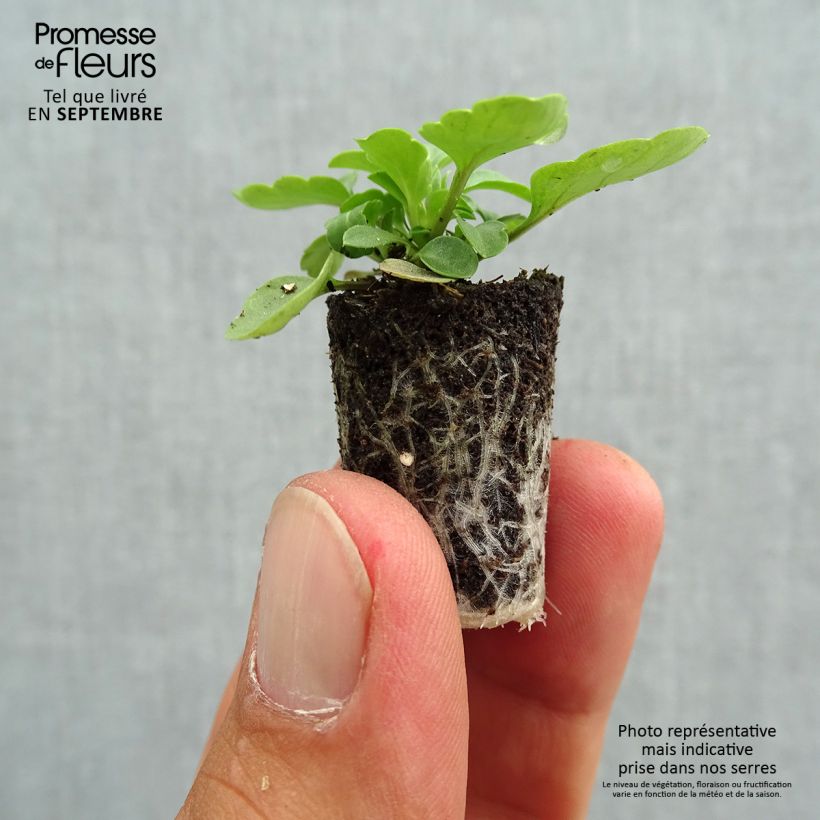 Example of Violette cornue Sorbet XP Pink Wing - Viola cornuta  Mini-motte Ø 1,5/2,5 cm, Plant vert de 3 à 5 cm de haut environ as you get in automne