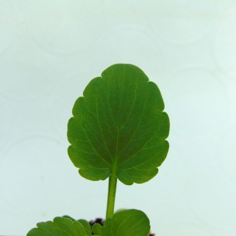 Violette cornue  Sorbet XP Raspberry Mini-motte - Viola cornuta  (Feuillage)