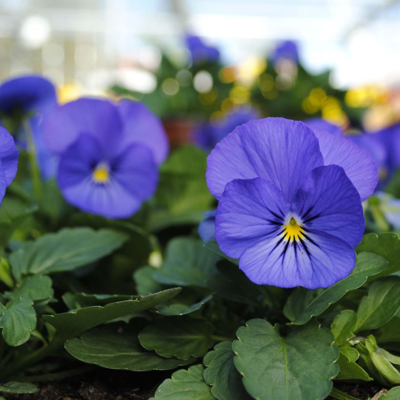 Violette cornue Sorbet XP True Blue Mini-motte - Viola cornuta (Floraison)