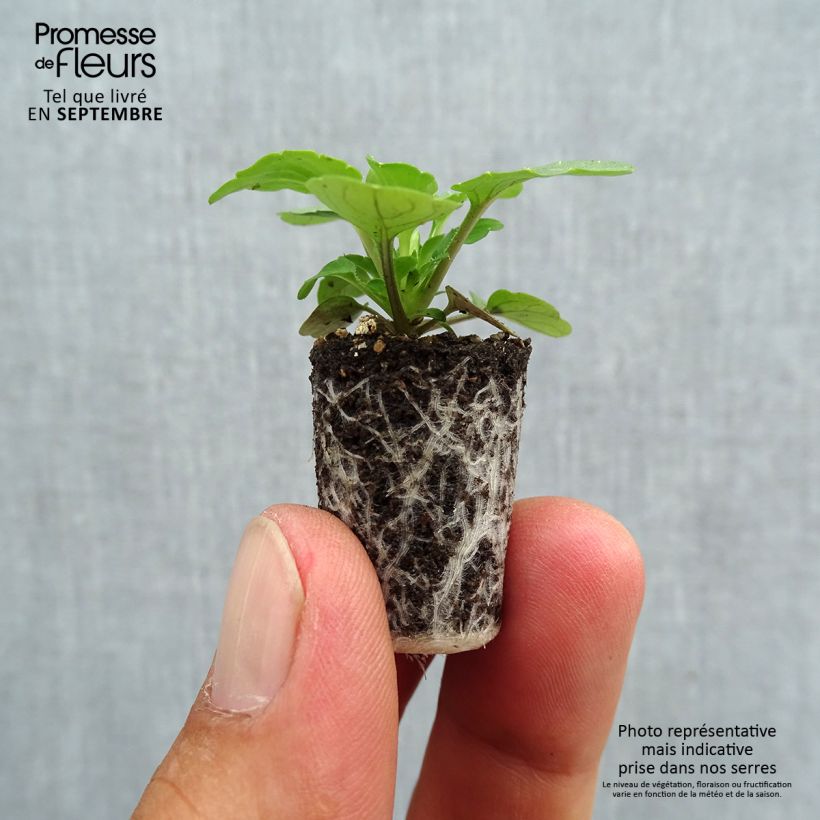 Spécimen de Violette cornue Sorbet XP True Blue Mini-motte - Viola cornuta Mini-motte Ø 1,5/2,5 cm, Plant vert de 3 à 5 cm de haut environ tel que livré en automne