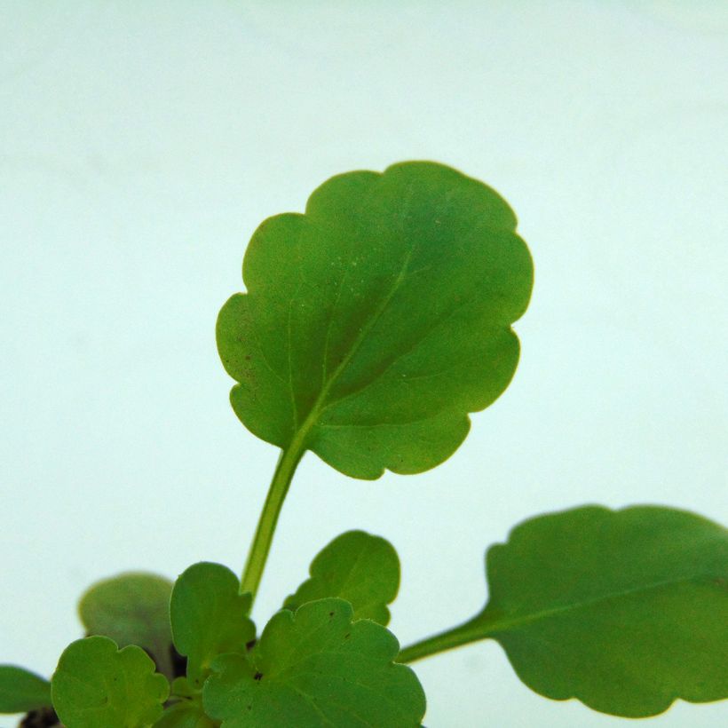 Violette cornue Sorbet XP Yellow Blotch - Viola cornuta (Feuillage)