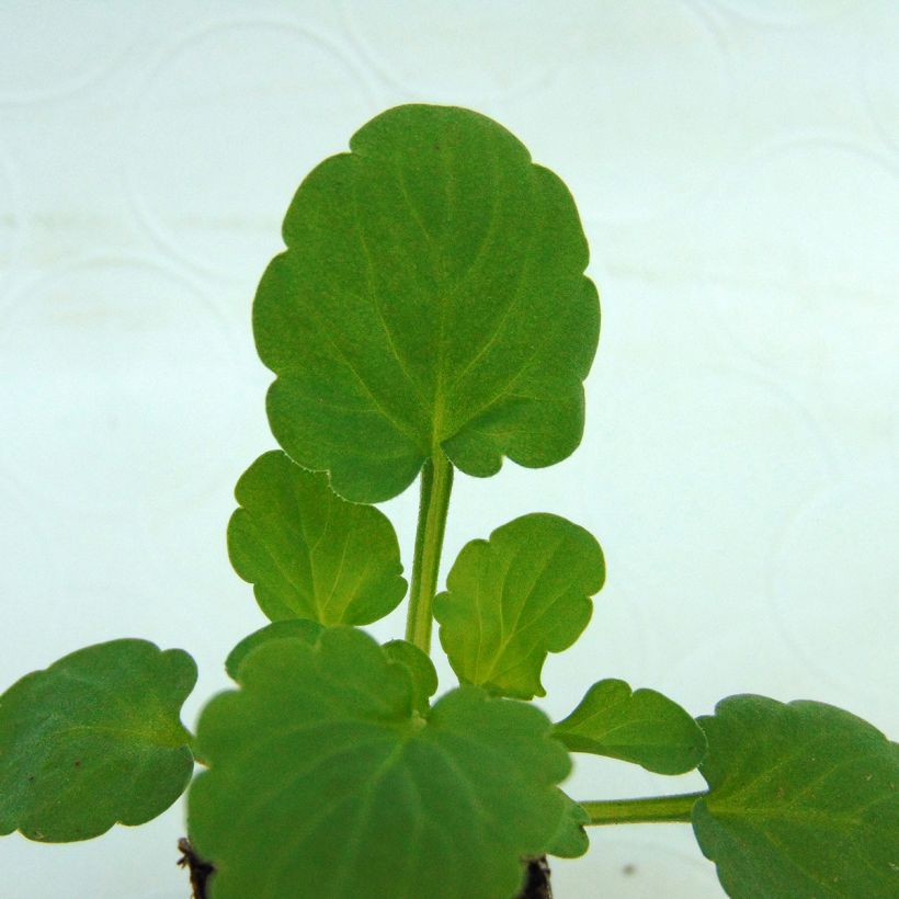 Violette cornue Sorbet Delft Blue Mini-motte (Feuillage)