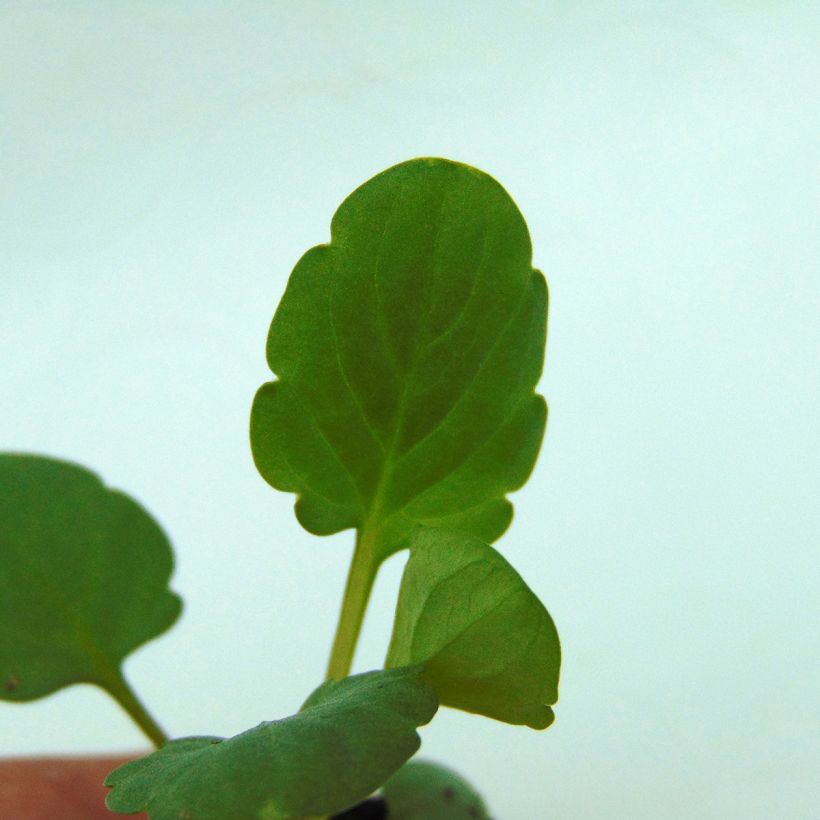 Violette cornue Sorbet Xp F1 Blue Blotch Mini-motte - Viola cornuta  (Feuillage)