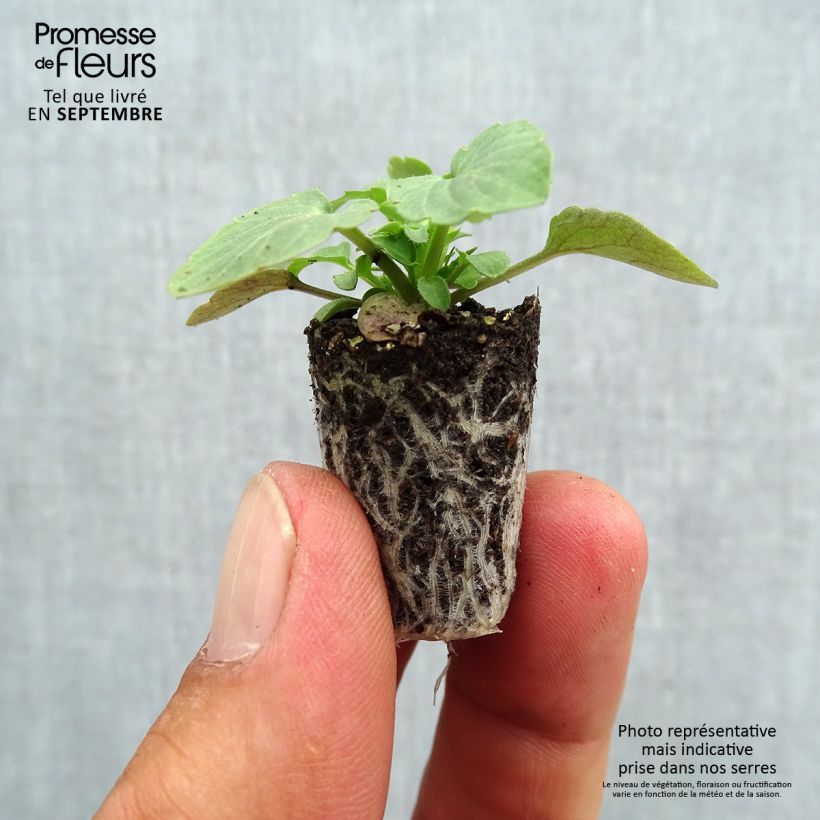 Spécimen de Violette cornue Sorbet Xp F1 Blue Blotch Mini-motte - Viola cornuta  Mini-motte Ø 1,5/2,5 cm, Plant vert de 3 à 5 cm de haut environ tel que livré en automne