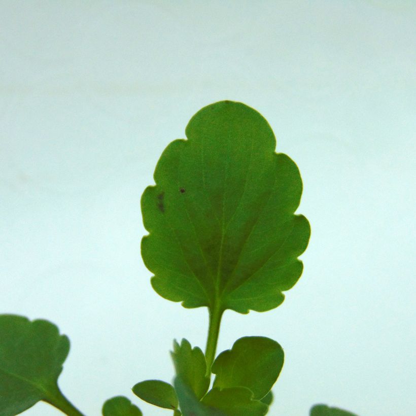 Violette cornue Sorbet Xp F1 White  (Feuillage)