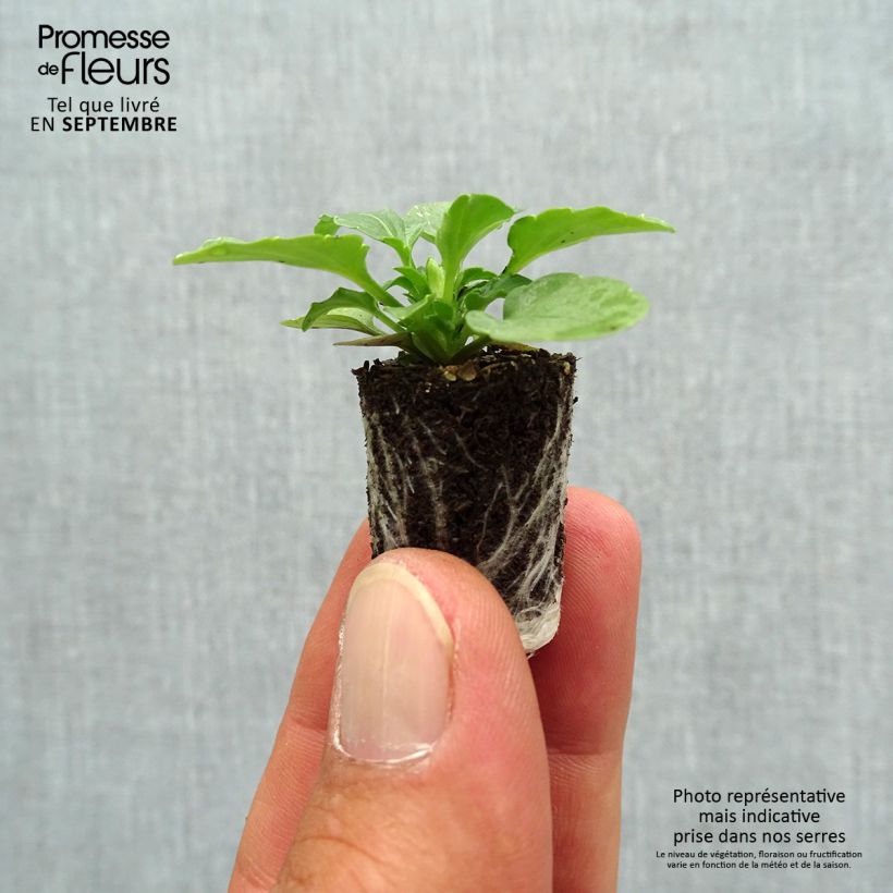 Spécimen de Violette cornue Sorbet Xp F1 White  Mini-motte Ø 1,5/2,5 cm, Plant vert de 3 à 5 cm de haut environ tel que livré en automne