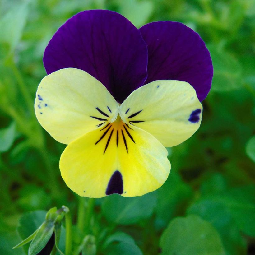 Violette cornue Sorbet Xp Lemon Jump-Up Mini-motte - Viola cornuta  (Floraison)