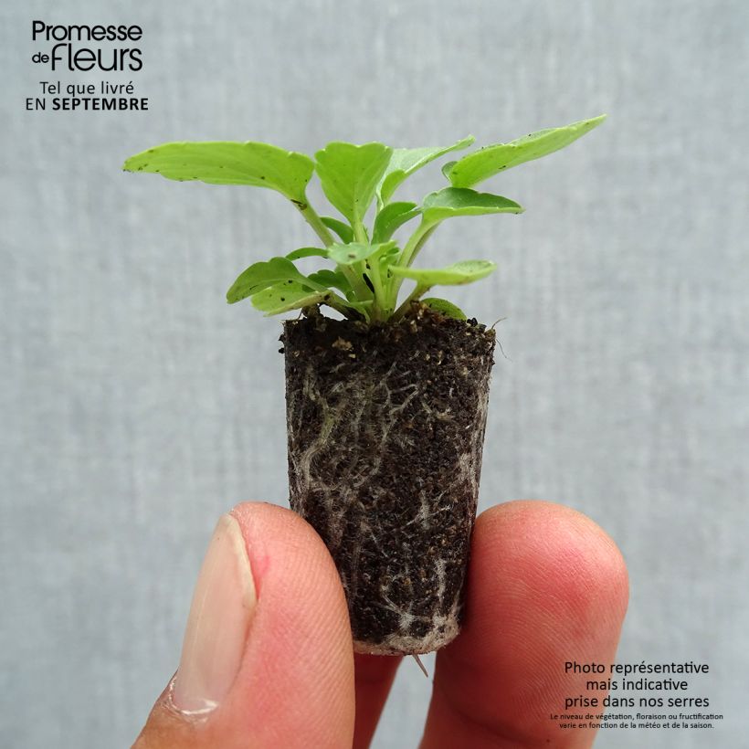 Spécimen de Violette cornue Sorbet Xp Lemon Jump-Up Mini-motte - Viola cornuta  Mini-motte Ø 1,5/2,5 cm, Plant vert de 3 à 5 cm de haut environ tel que livré en automne