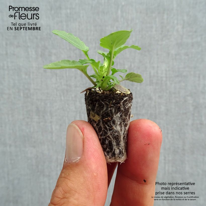 Spécimen de Violette cornue Sorbet Xp Morpho - Viola cornuta Mini-motte Ø 1,5/2,5 cm, Plant vert de 3 à 5 cm de haut environ tel que livré en automne
