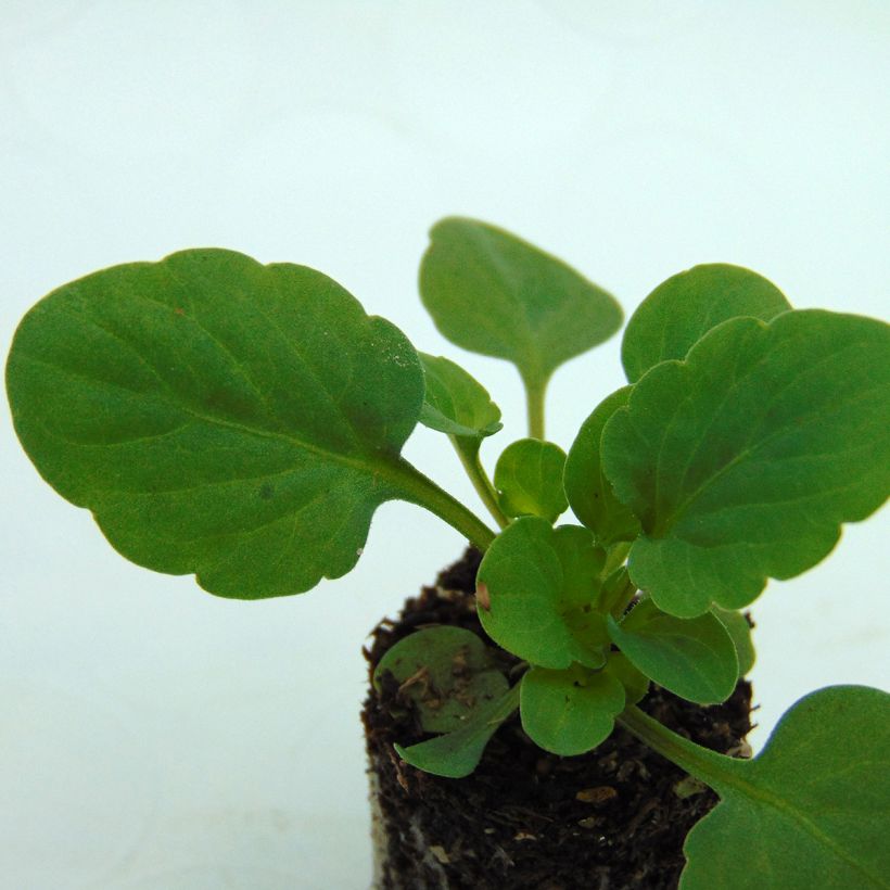 Violette cornue Sorbet Xp Pink Halo Mini-motte (Feuillage)