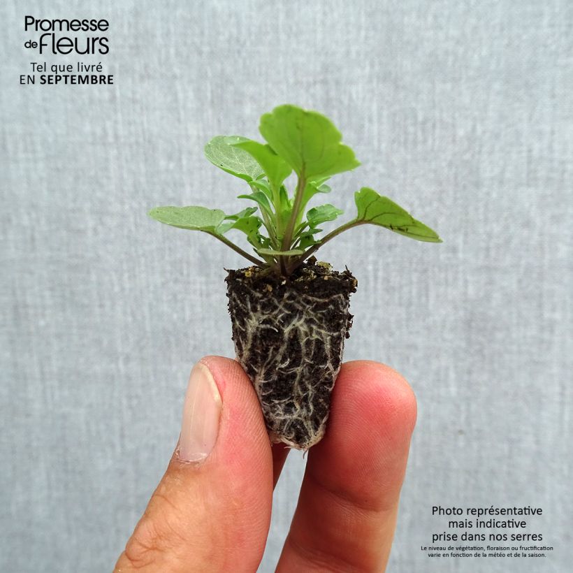 Spécimen de Violette cornue Sorbet Yellow Blue Jump-Up Mini-motte Mini-motte Ø 1,5/2,5 cm, Plant vert de 3 à 5 cm de haut environ tel que livré en automne