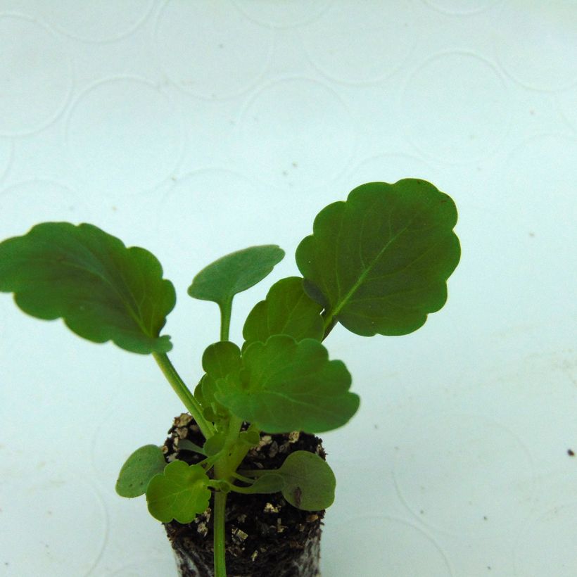 Violette cornue Xp Sorbet  F1 Yellow Mini-motte - Viola cornuta (Feuillage)