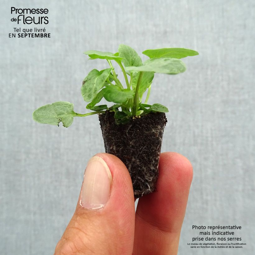 Spécimen de Violette cornue Xp Sorbet Marina Mini motte - Viola cornuta Mini-motte Ø 1,5/2,5 cm tel que livré en automne