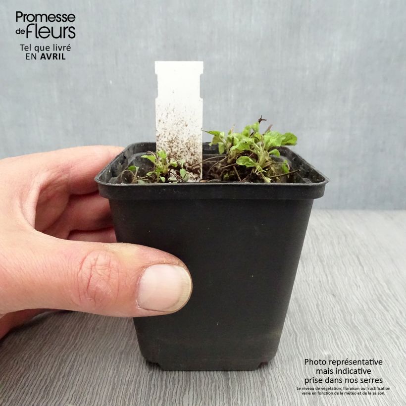 Spécimen de Violette des bois - Viola reichenbachiana Godet de 8/9 cm tel que livré au printemps