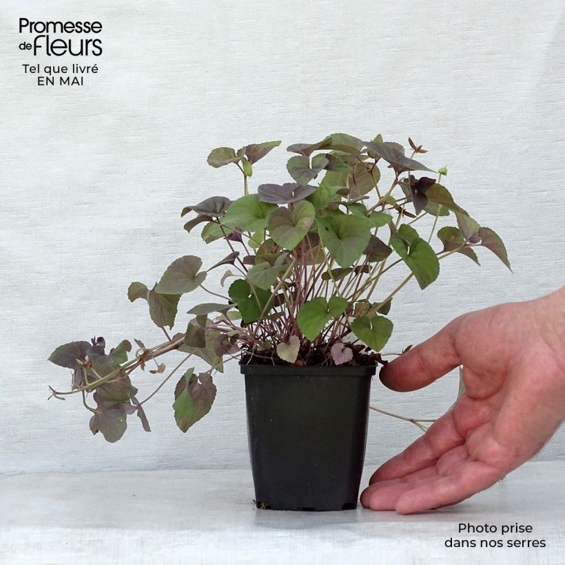 Example of Violette du Labrador - Viola labradorica Godet de 8/9 cm as you get in printemps