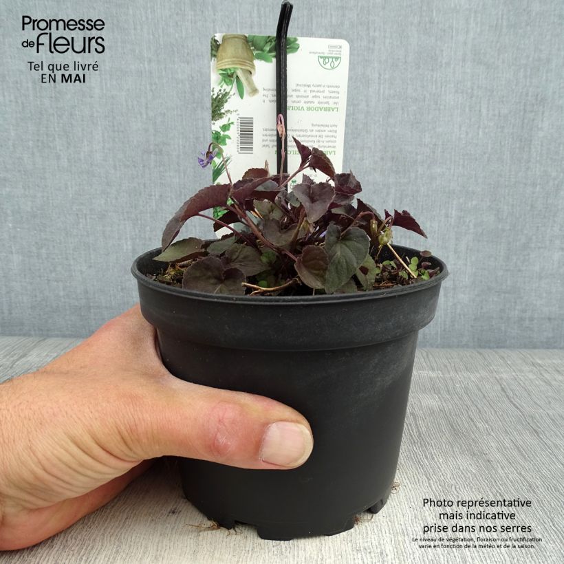 Example of Violette du Labrador - Viola labradorica Pot de 1,5L/2L as you get in printemps