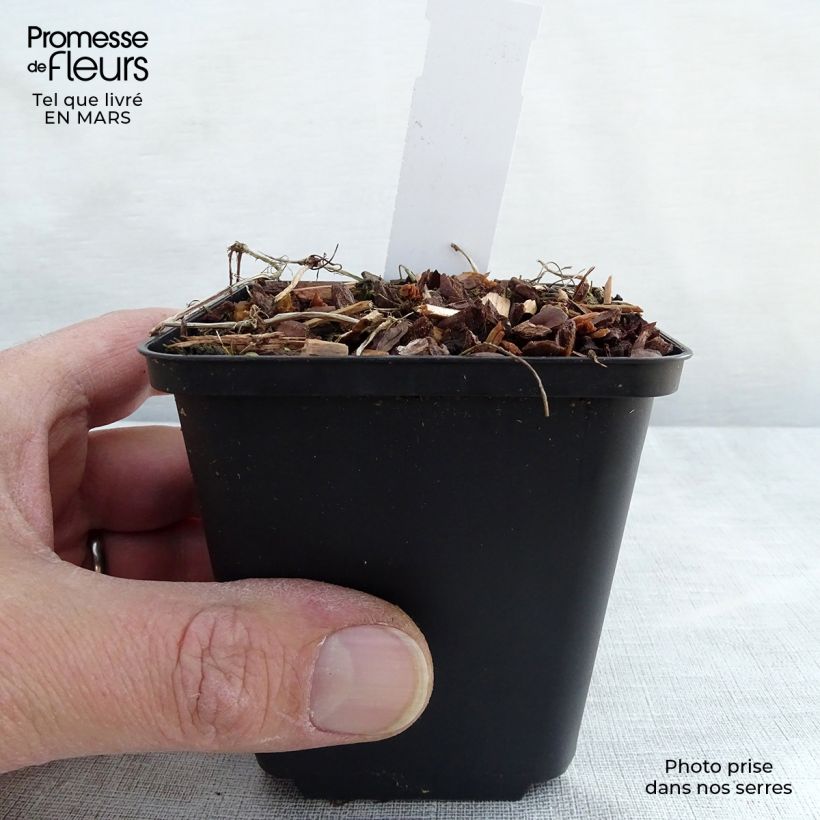 Example of Violette à feuille de lierre - Viola hederacea Godet de 8/9 cm as you get in printemps