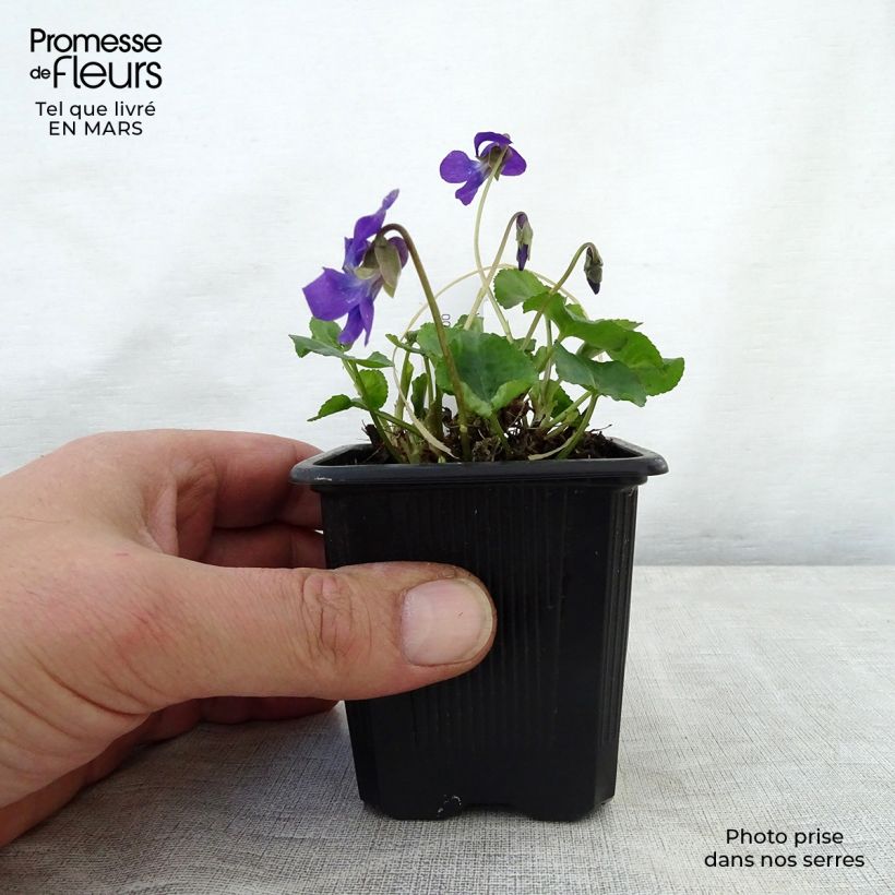 Example of Violette odorante Mrs Pinehurst - Viola odorata Godet de 8/9 cm as you get in printemps
