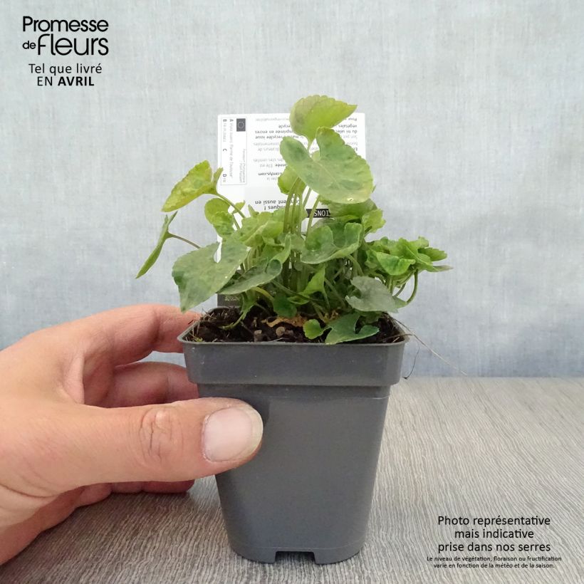 Spécimen de Violette odorante Parme de Toulouse - Viola suavis Godet de 7/8 cm tel que livré au printemps