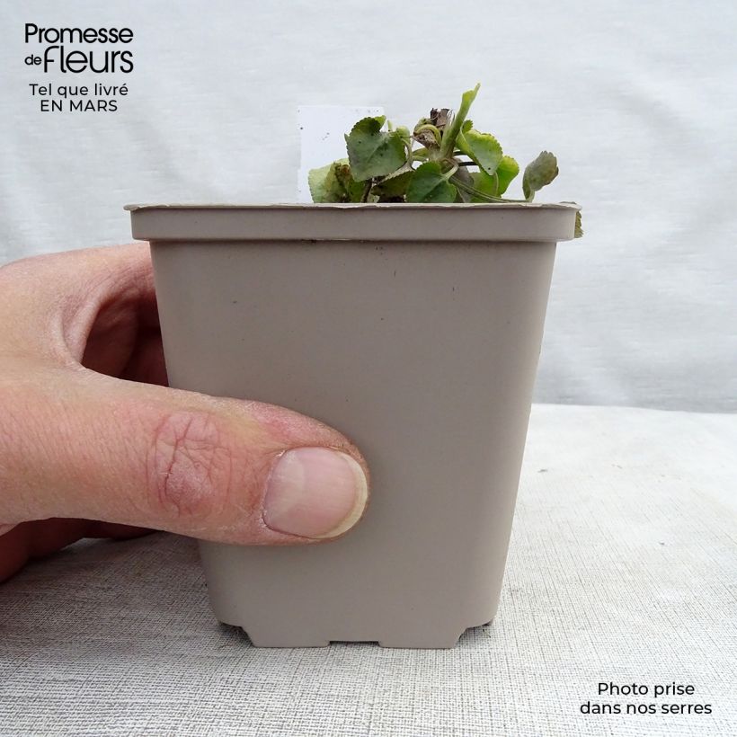 Example of Violette odorante - Viola odorata Godet de 8/9 cm as you get in printemps