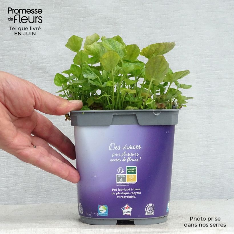 Spécimen de Violette odorante - Viola odorata Plena Pot de 2L/3L tel que livré en été