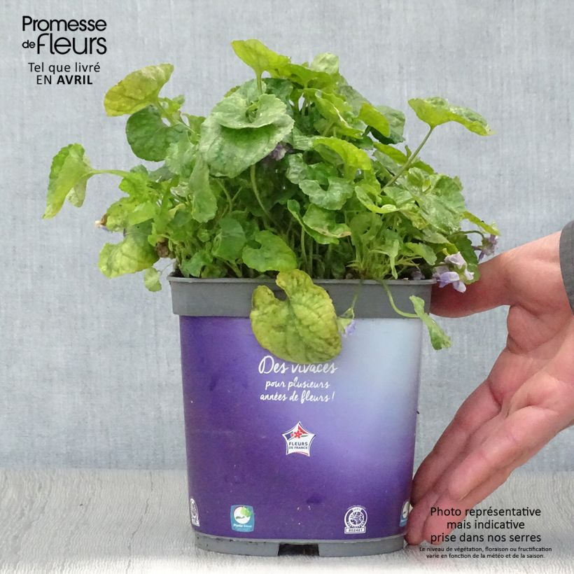 Example of Violette odorante - Viola odorata Plena Pot de 2L/3L as you get in printemps