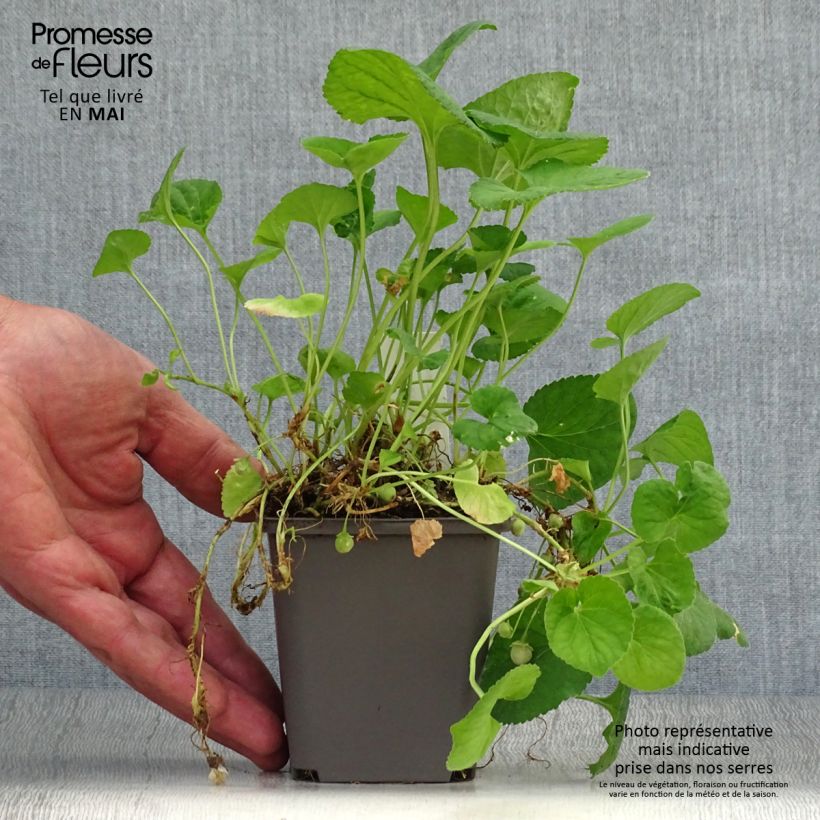 Example of Violette odorante, Viola odorata Reine Des Blanches, pensée Godet de 8/9 cm as you get in printemps