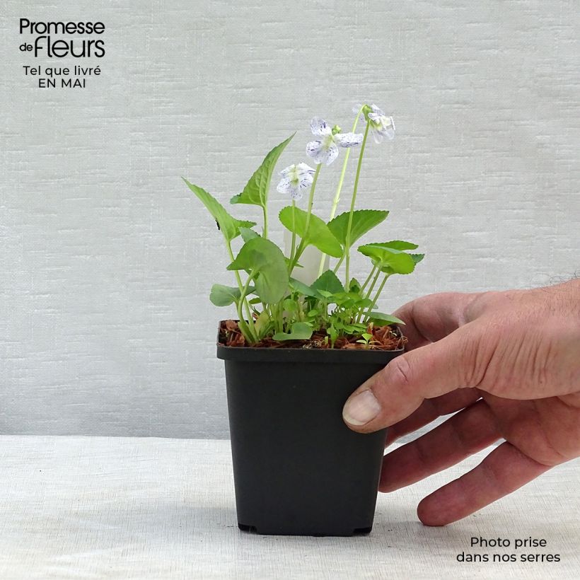 Example of Violette vivace - Viola sororia Freckles, pensée Godet de 8/9 cm as you get in printemps