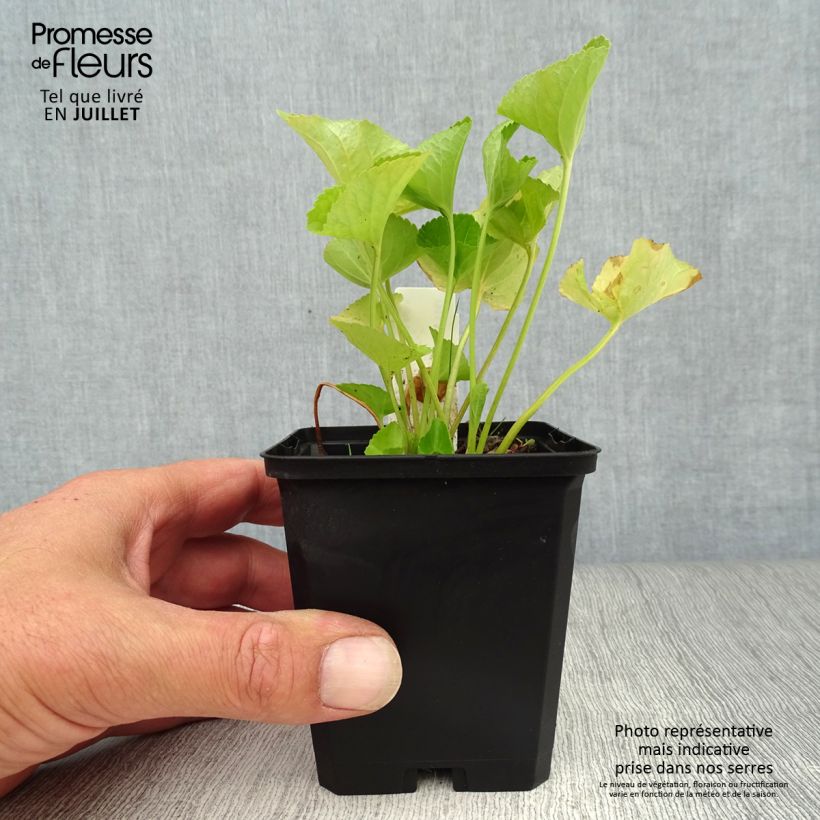 Spécimen de Violette vivace - Viola sororia Freckles, pensée Godet de 8/9 cm tel que livré en été