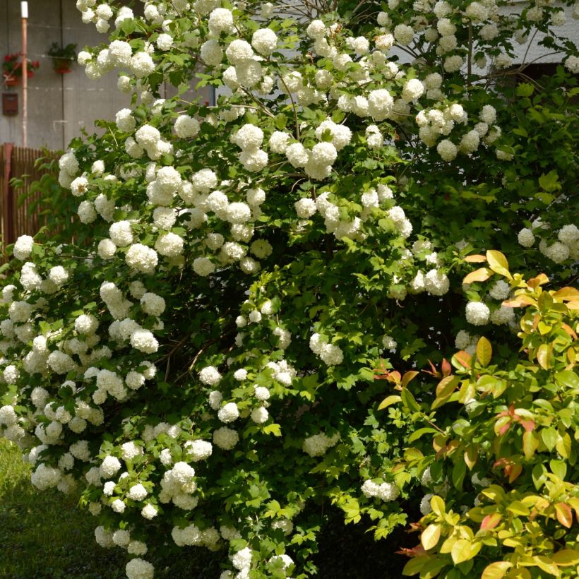 Viorne Boule de Neige - Viburnum opulus Roseum (Plant habit)