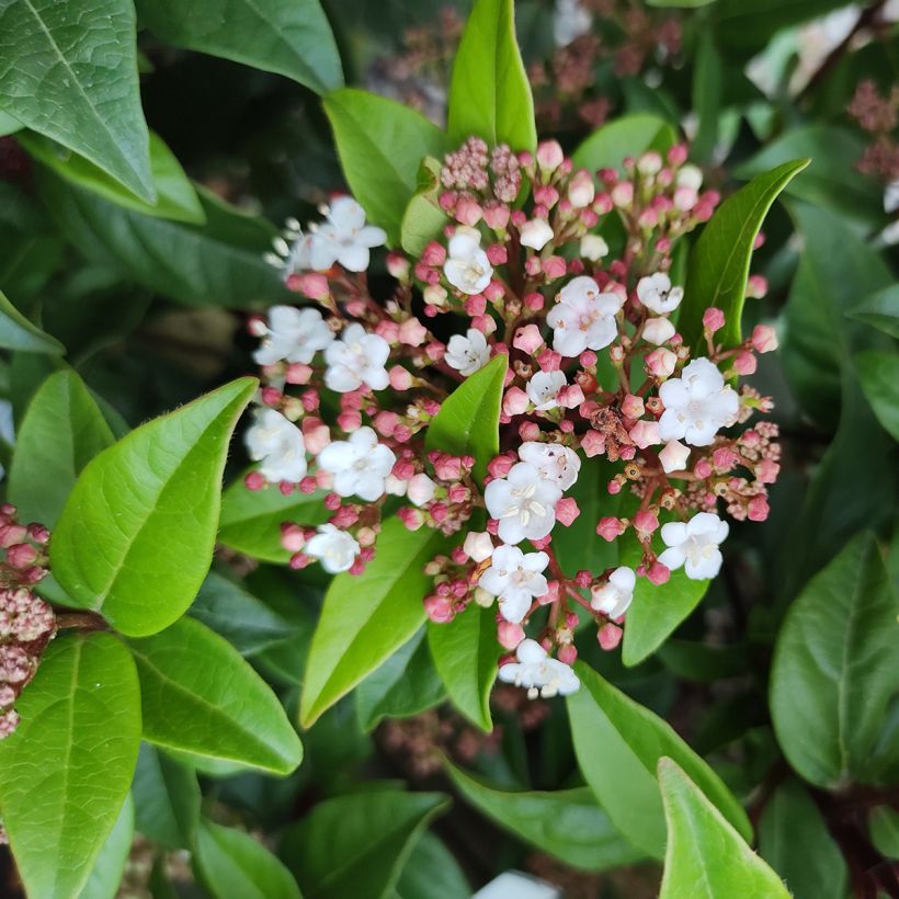 Viorne, Laurier Tin- Viburnum tinus Spirit (Flowering)