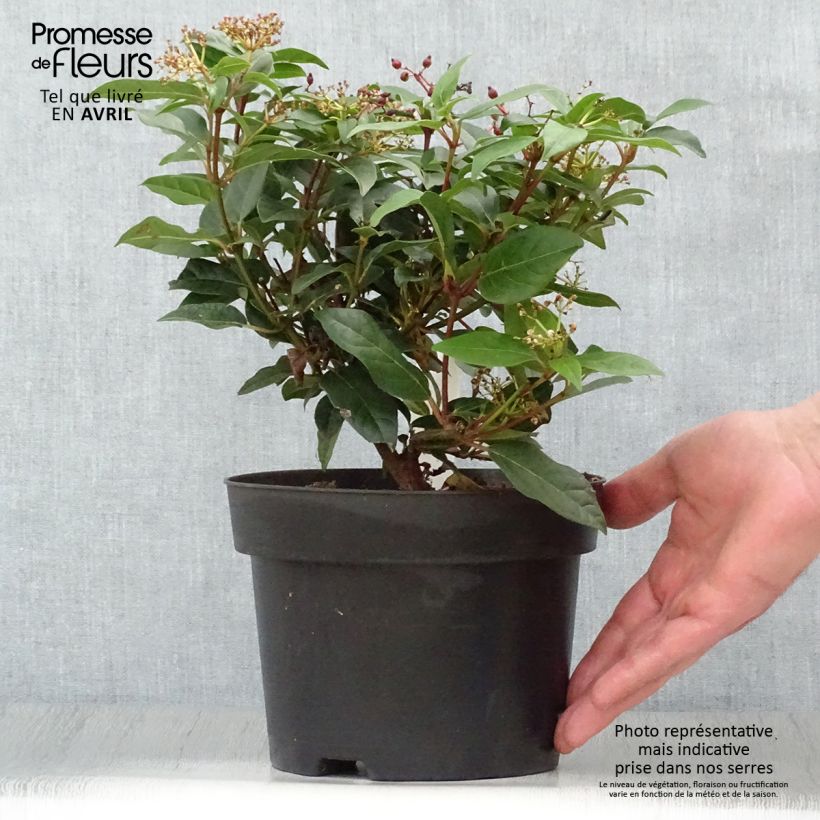 Example of Viorne, Laurier Tin- Viburnum tinus Spirit Pot de 1,5L/2L as you get in printemps