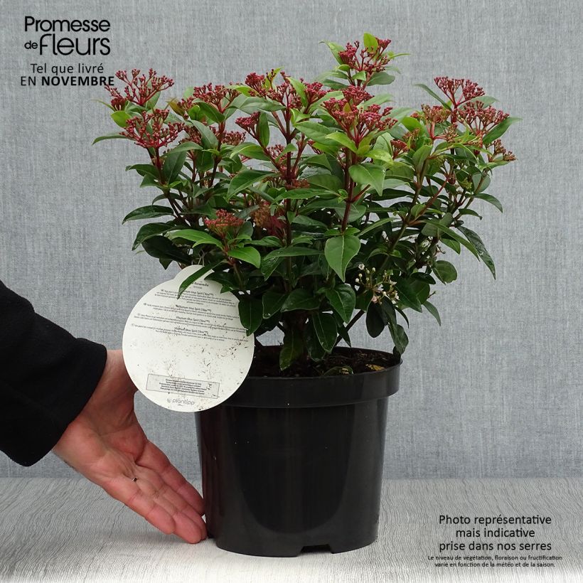 Spécimen de Viburnum tinus Spirit - Laurier tin Pot de 3L/4L tel que livré en automne